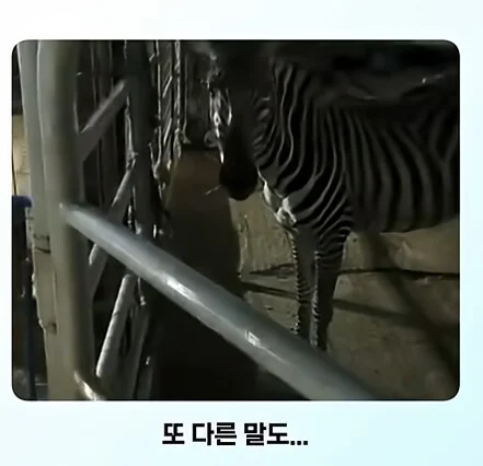 얼룩말 처음 본 말 반응.jpg