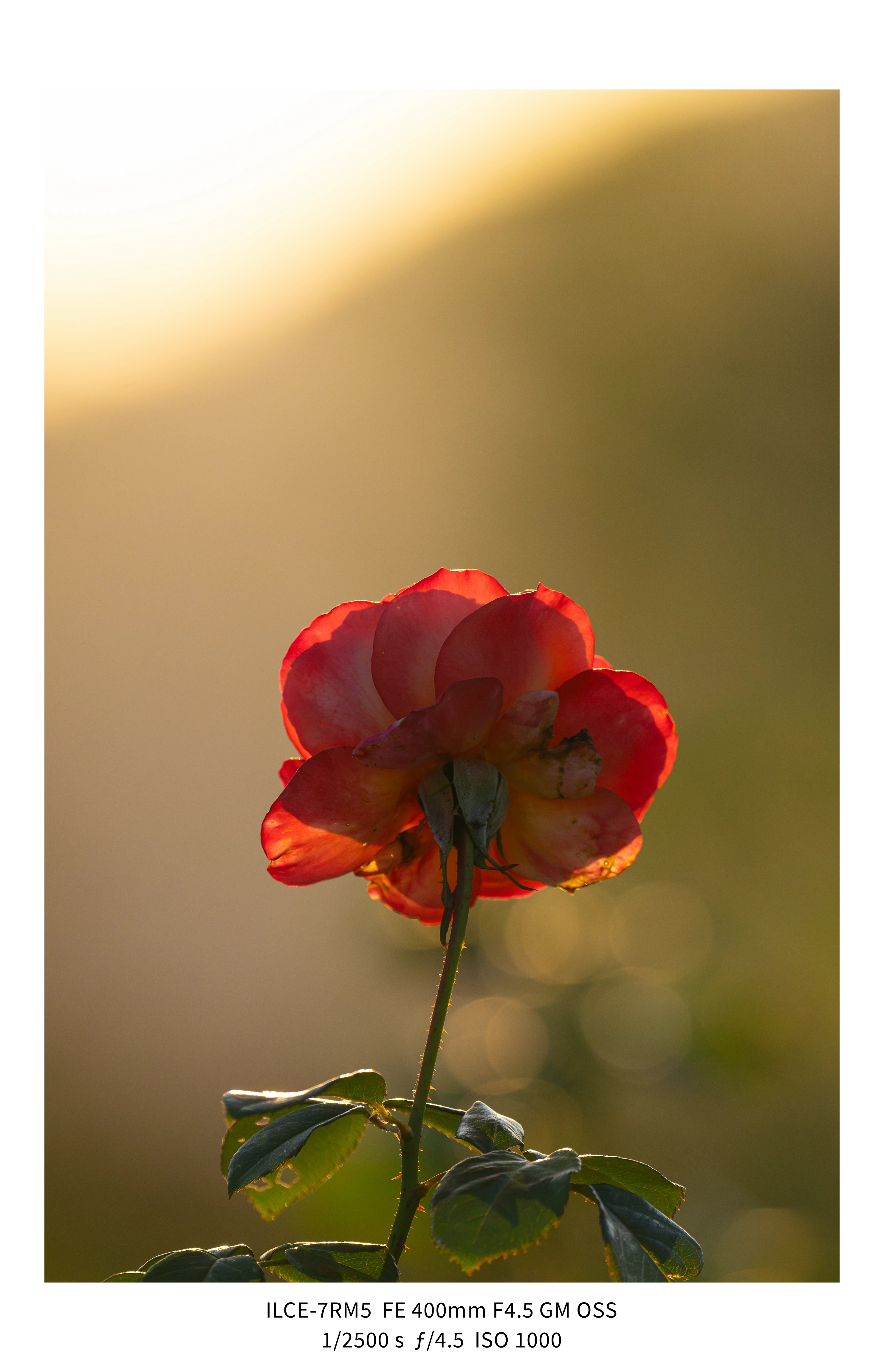 애기사백금(400mm F4.5 GM) non-새찍 작례 (25장) (16)