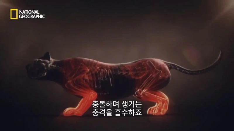 사냥 중 120m 절벽 아래로 떨어진 눈표범. jpg & YouT