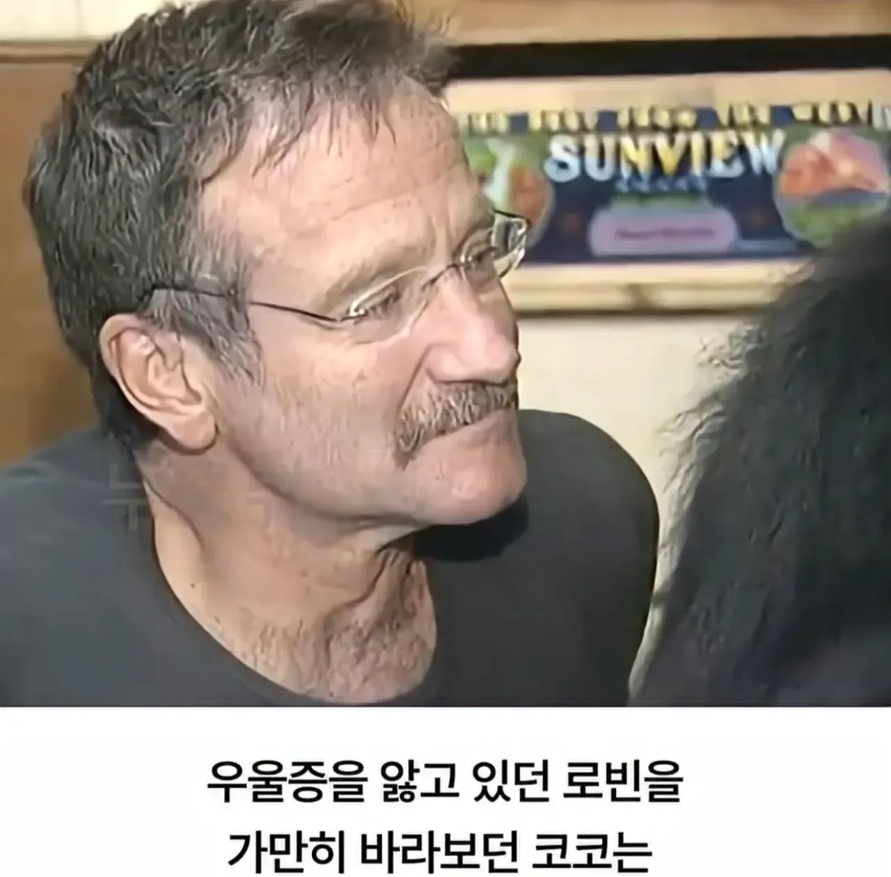 세계 최초로 수어를 이용해 인간과의 대화에 성공한 고릴라 (5)