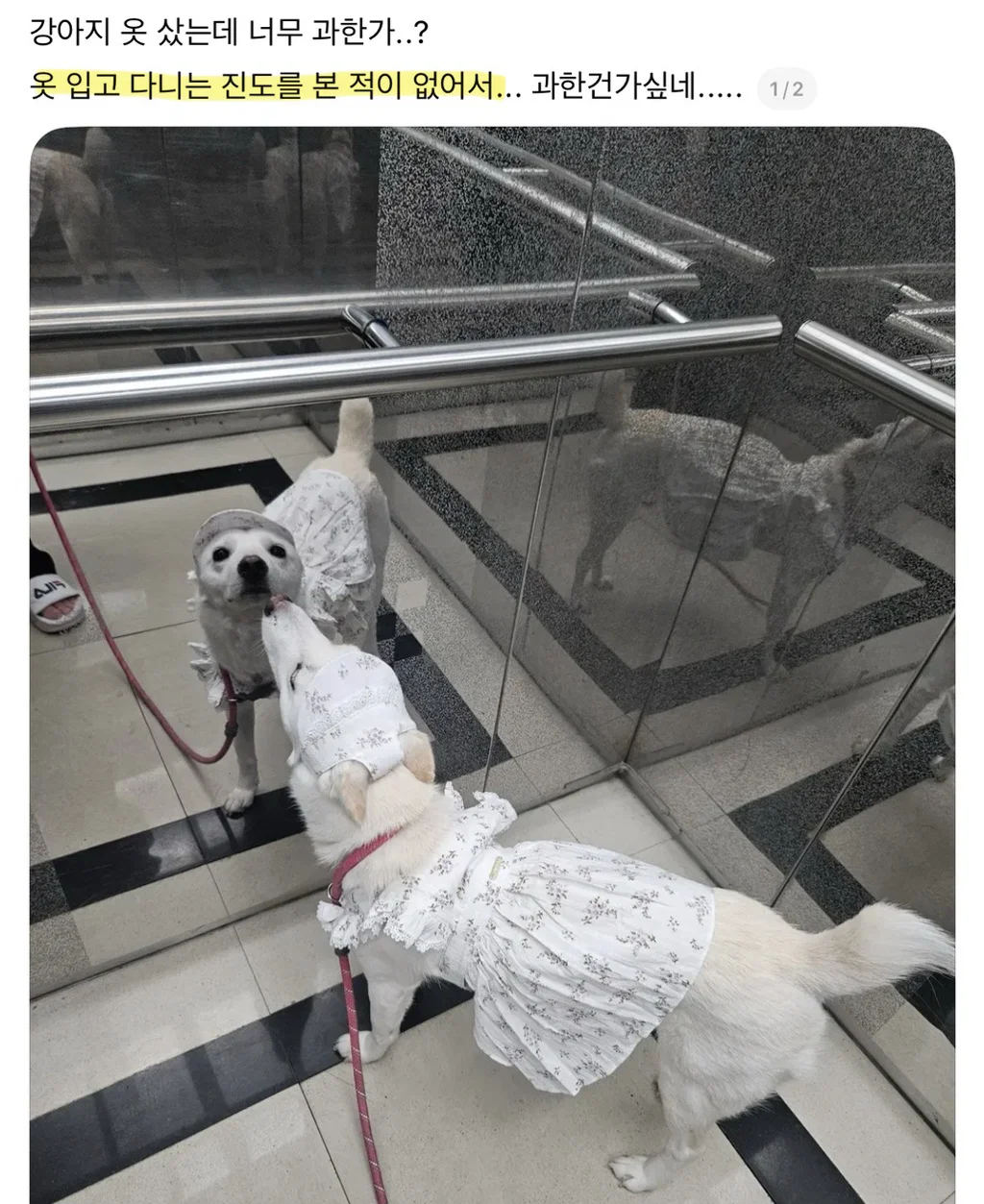 강아지 옷 샀는데 너무 과한가..?
