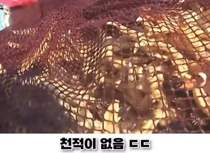 우리나라로 넘어온 바다의 무법자 불가사리의 최후 (9)