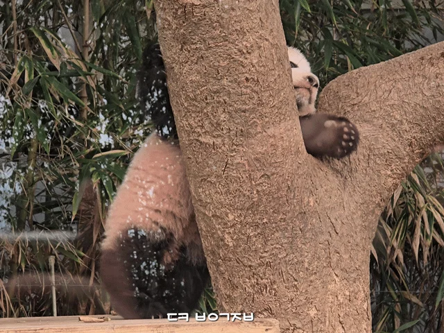 오늘 정식 데뷔한 슈바오🐼🩵 (13)