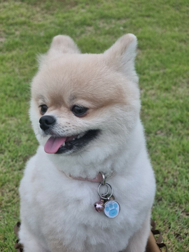울집 댕댕이 ㄷㄷㄷ (2)