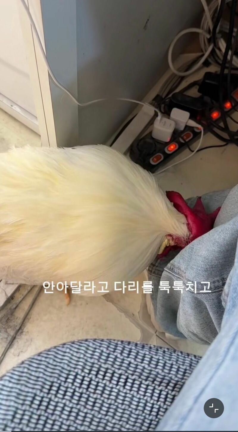 반려닭의 일상 (4)