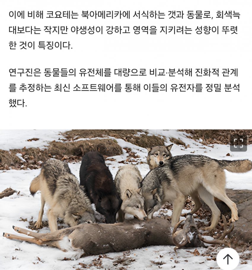 경악충격 치와와는 개가 아니었다?! (6)