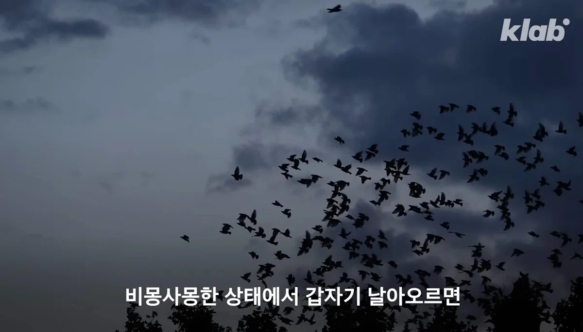 새들에겐 거의 전쟁난 수준이라는 불꽃축제 (20)