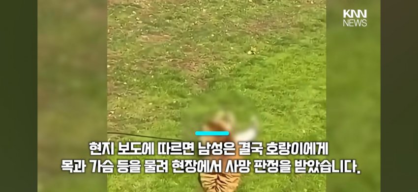호랑이 우리에 들어간 남자 (3)