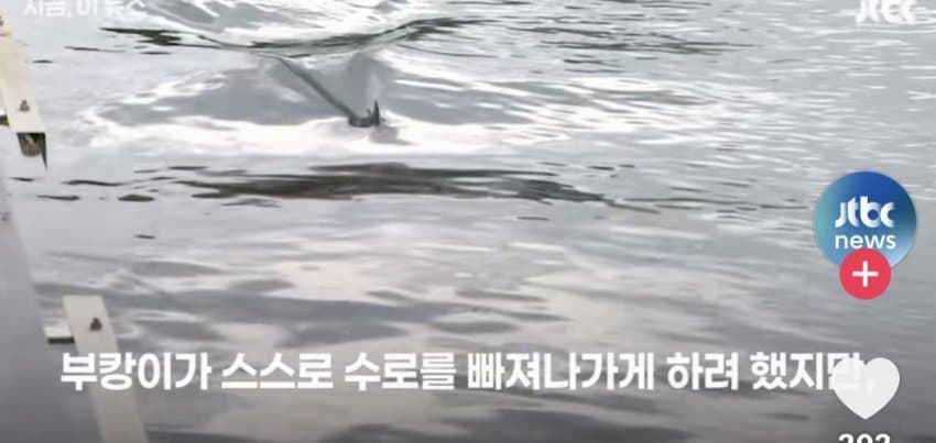 부산 상어.... 부캉이 구조 실패 ㄷㄷ...News (4)