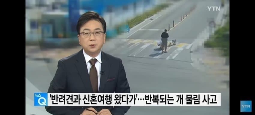 약혐) 안싱글벙글 보더콜리 물림 사고..