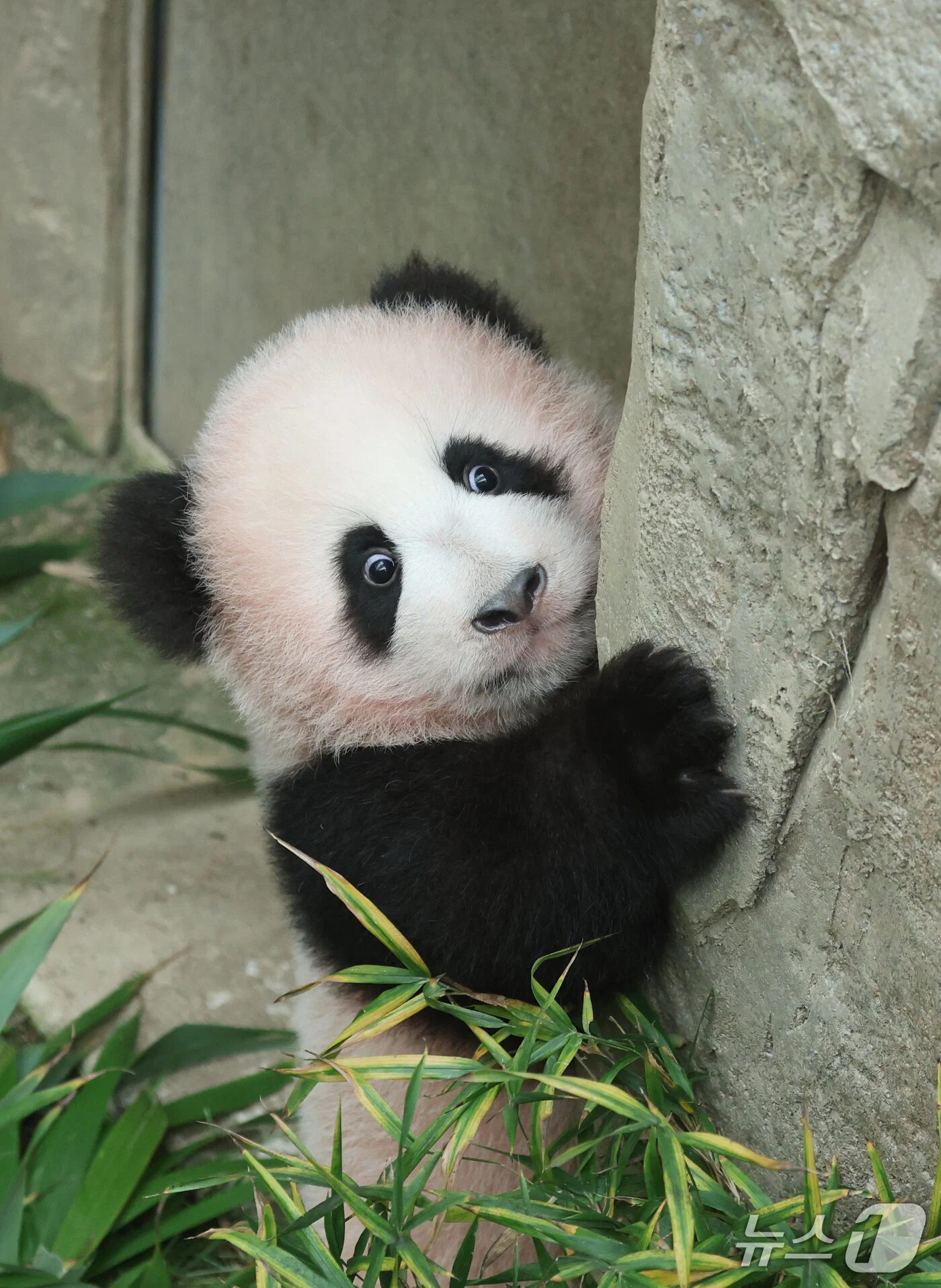 혼자서도 잘 노는 막둥이 슈바오🐼🩵 (3)