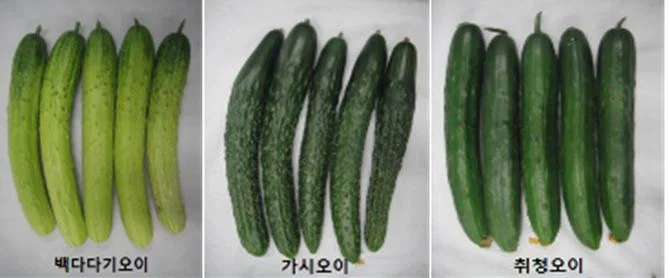 우리나라에서 수도권&충청도 / 전라도 / 경상도&제주도 지역마다 다르다는 채소 (7)