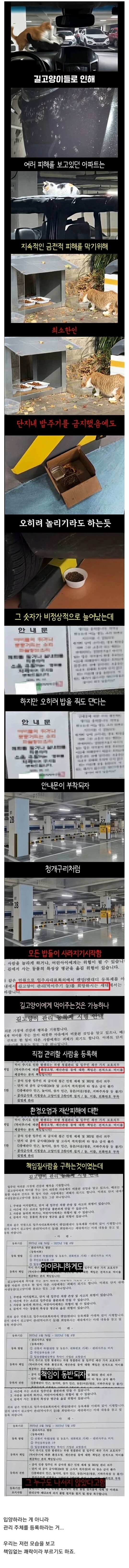 캣맘들이 사라진 이유