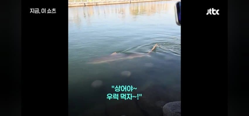 "우럭 먹자~" 부캉이에 생선 투척한 부산 시민 (7)