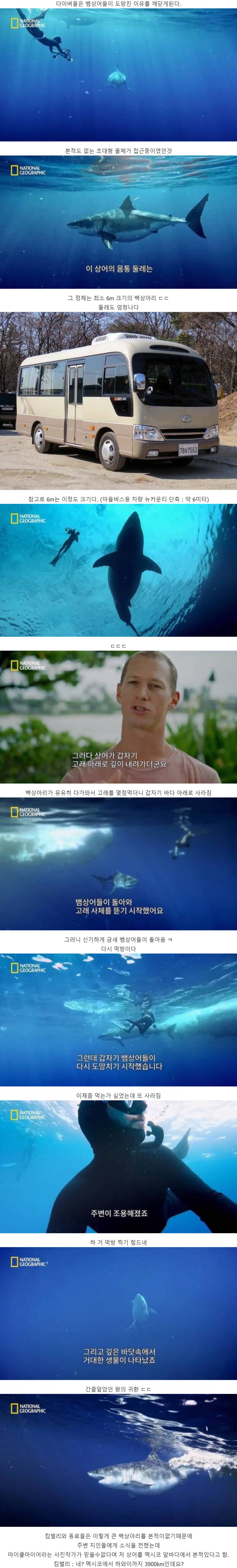 고래 먹방하던 상어들이 사라진 이유 (2)