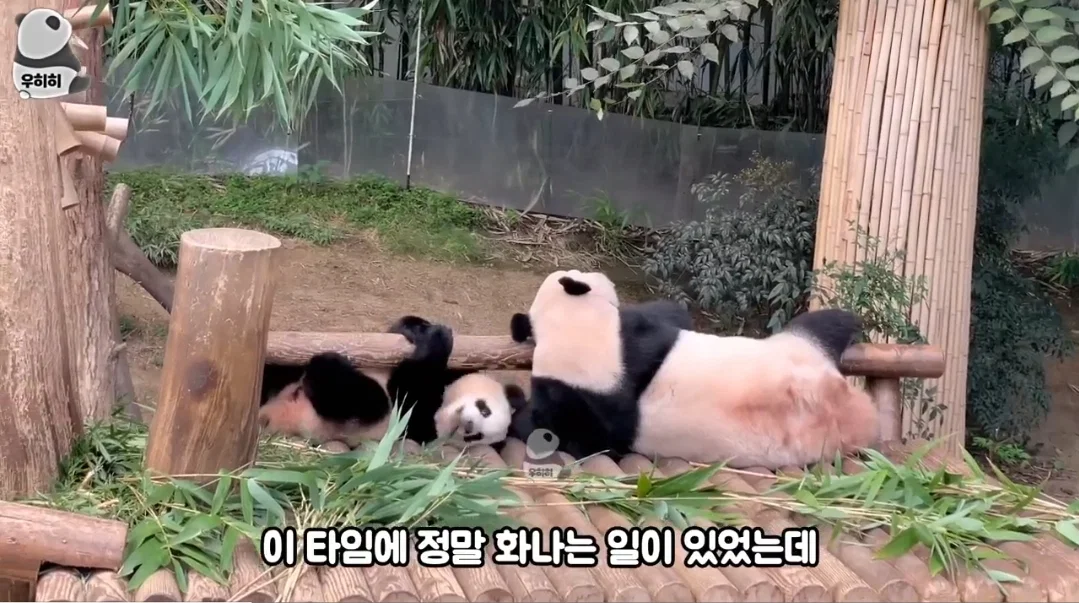 의외로 판다월드가면 이런 막말하는 관람객많음