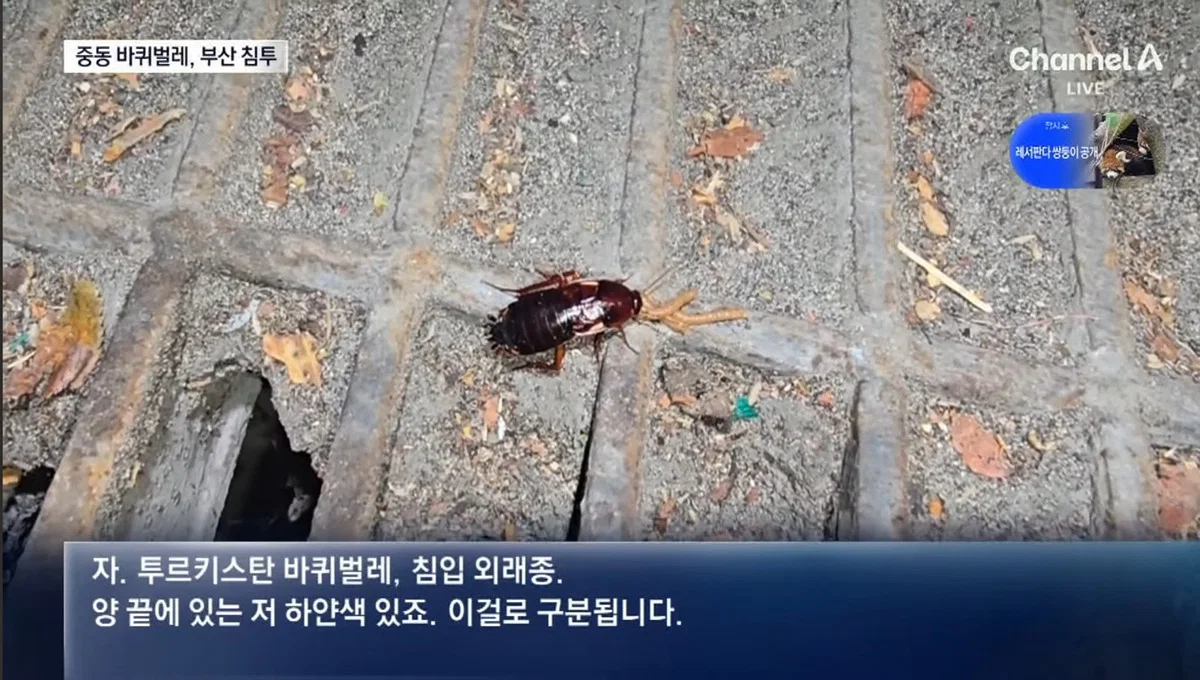 (바퀴사진주의) 어쩌다보니 한국 바퀴벌레를 응원하게 생긴 현재 부산 상황. (4)