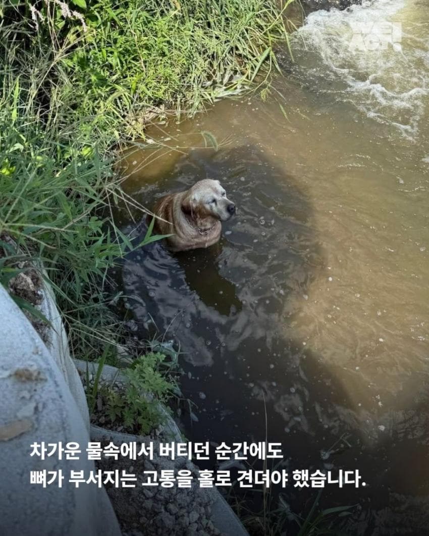 싱글벙글 7시간동안 수로에 빠져 가만히 있던 리트리버 근황 (3)