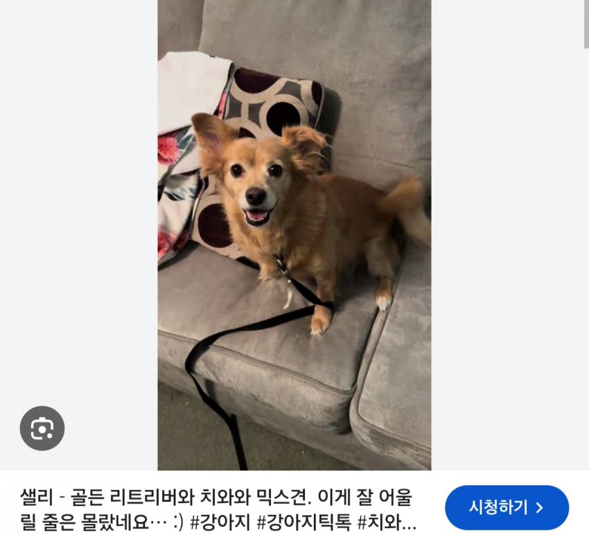 싱글벙글 래딧에 유행한다는 미친 짓 (5)