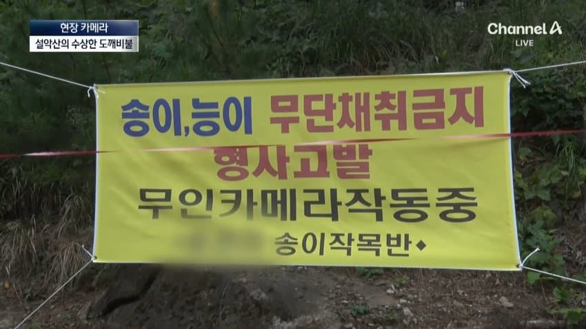 채널a) 송이버섯 1kg에 160만원...밤낮 추격전 (11)