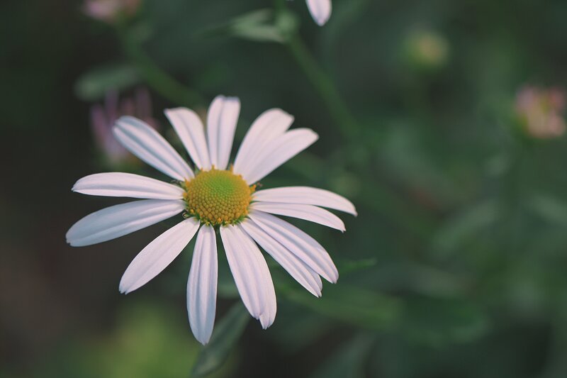 꽃 사진 몇 장