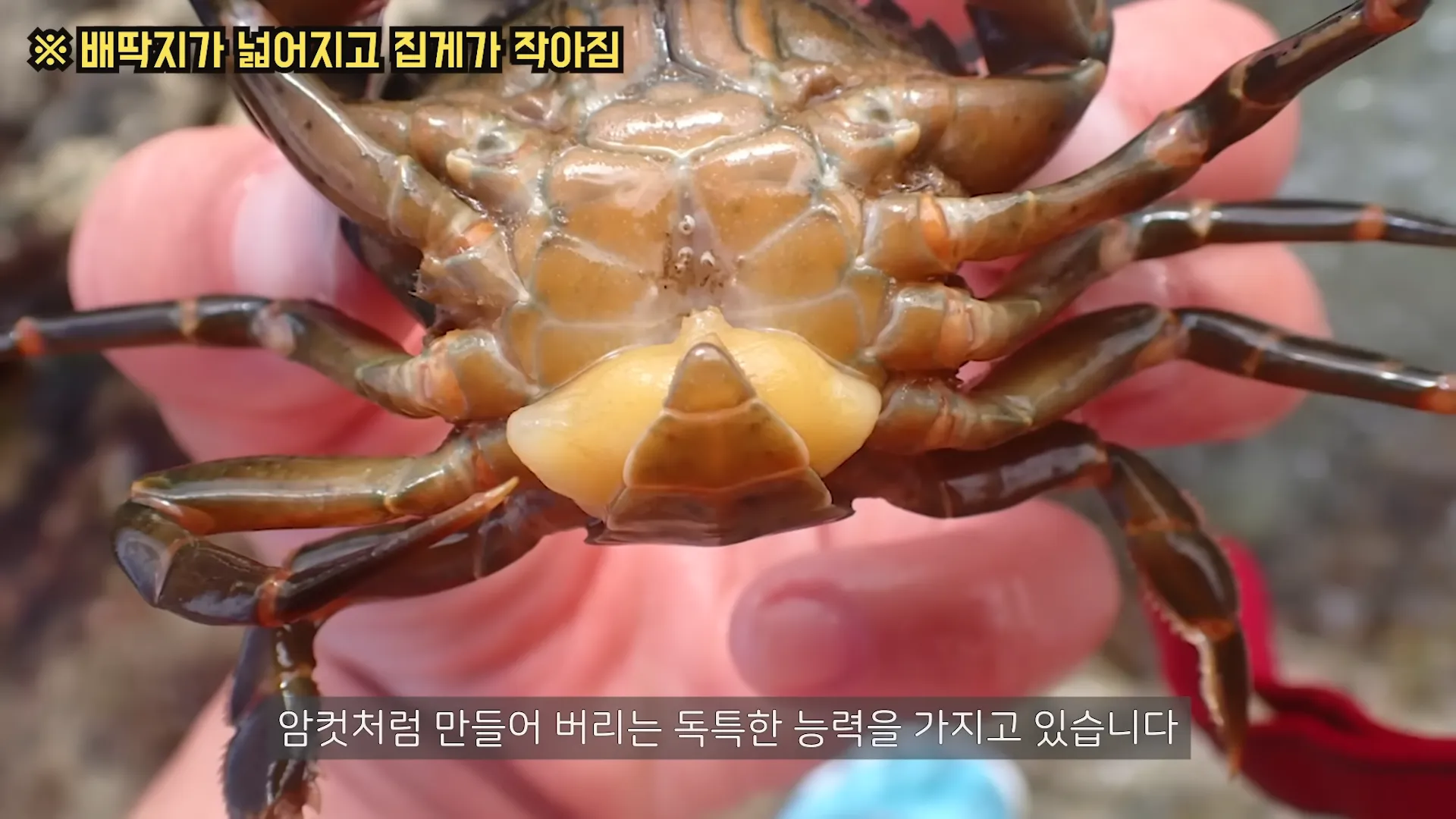 현실에서 TS를 시켜주는 성전환 기생충...ㄷㄷㄷ