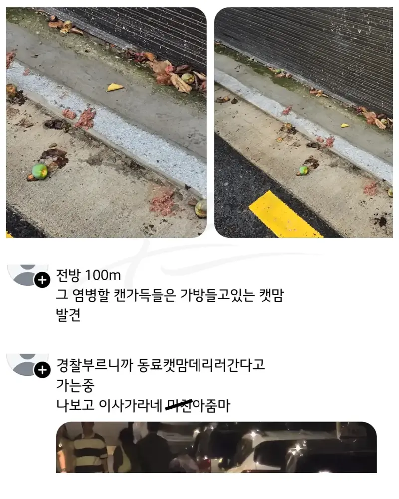 캣맘을 퇴치한 사람 (3)