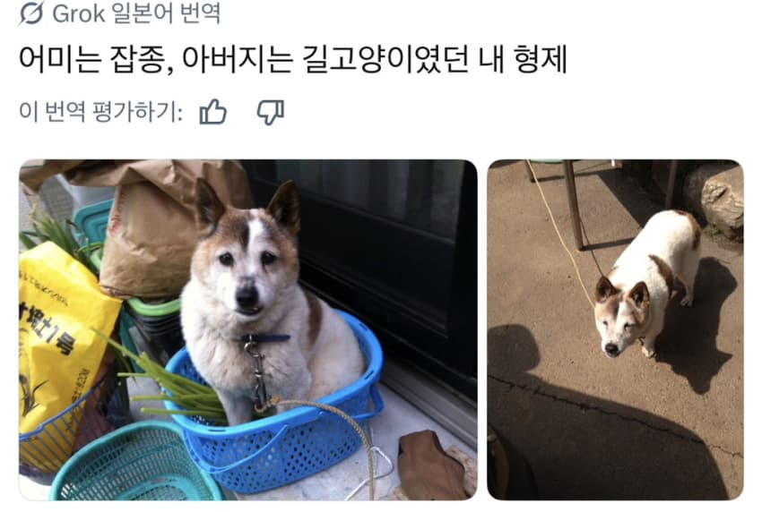 싱글벙글 너무 섞여서 잘 모르겠는 잡종견 사진집이 갖고 싶어 (25)