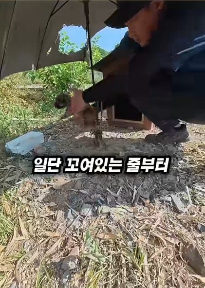 조회수1500만 견주 허락 없이 1개월 아기 강아지 그늘막 설치 사연, (11)