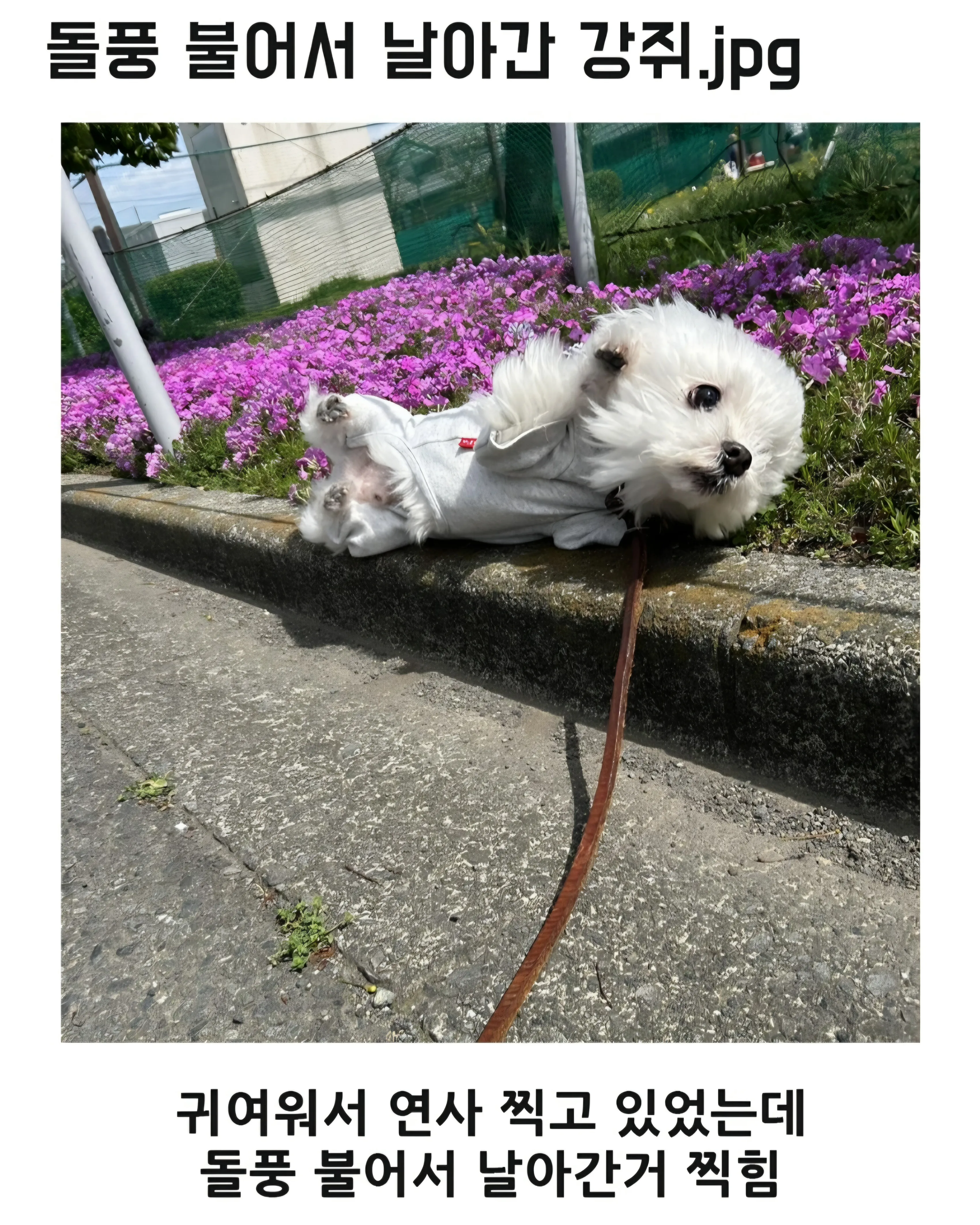 돌풍 불어서 날아간 강아지