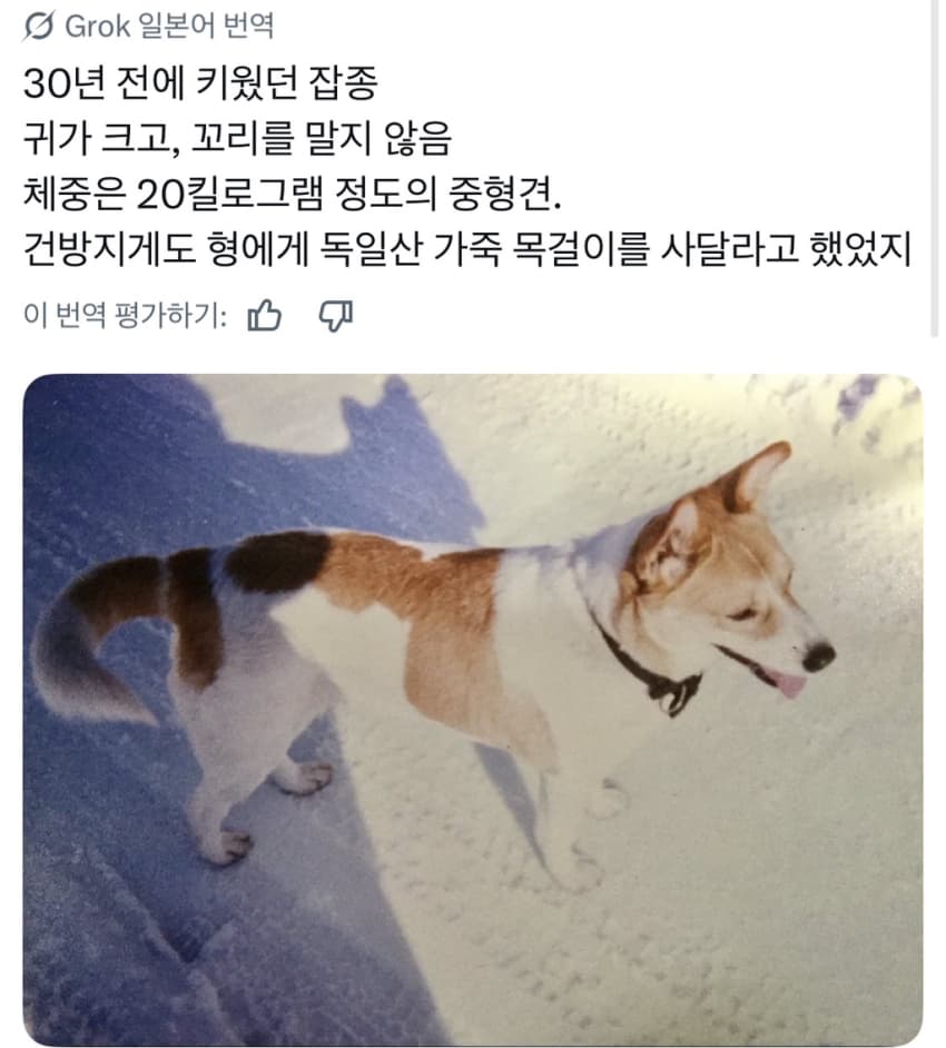 싱글벙글 너무 섞여서 잘 모르겠는 잡종견 사진집이 갖고 싶어 (24)
