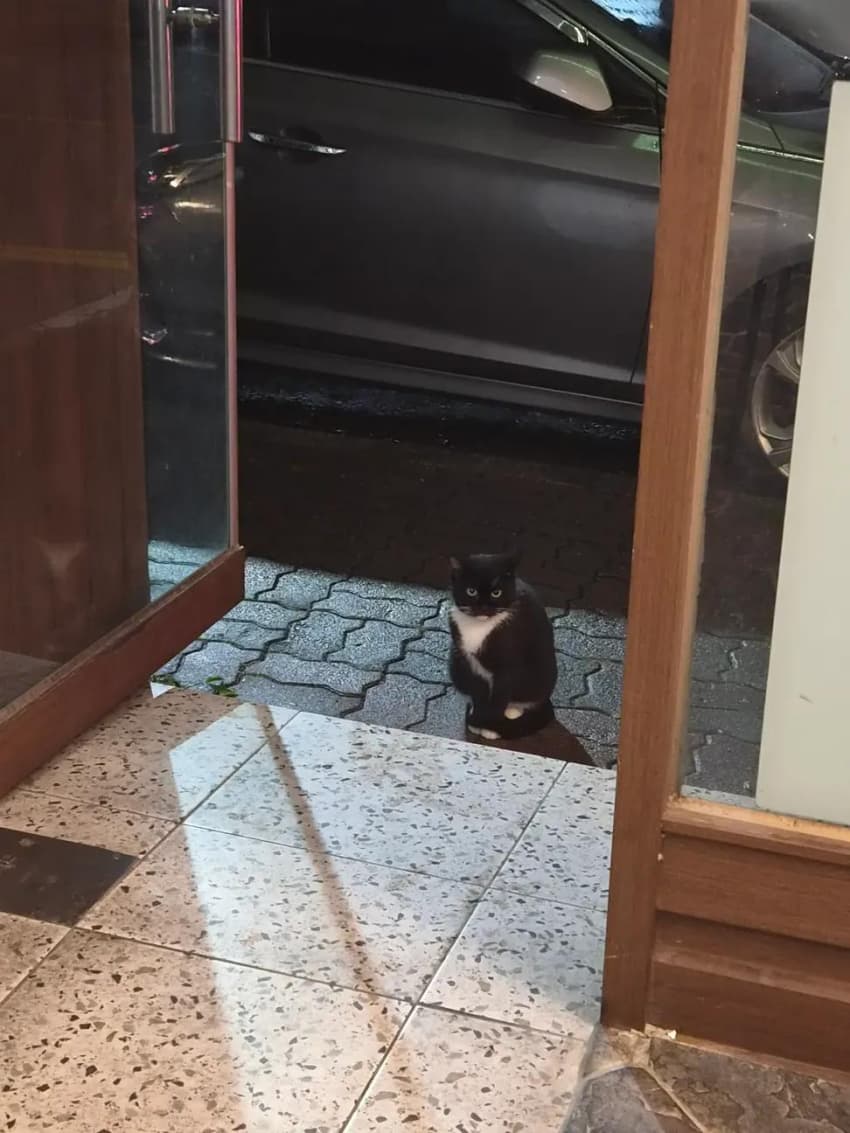 싱글벙글  밥 먹으러 오는 텰바퀴가 쳐다봄 (2)