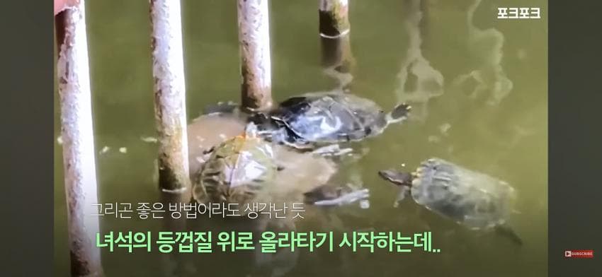 감동감동 큰 거북 곤경에 처하자 작은 거북들,얘들아 모여! (7)