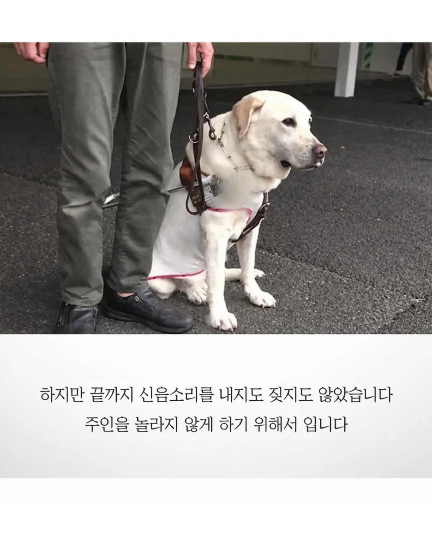 싱글벙글 흉기에 찔려도 참아낸 안내견 오스카 (6)