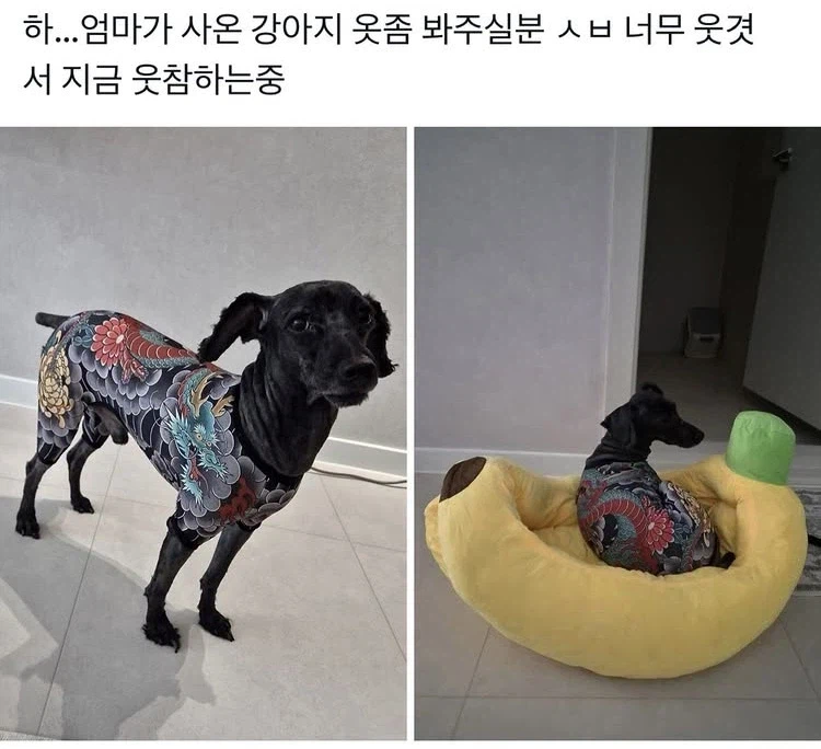 이누즈미