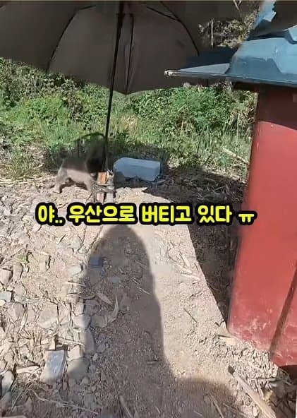 조회수1500만 견주 허락 없이 1개월 아기 강아지 그늘막 설치 사연, (13)