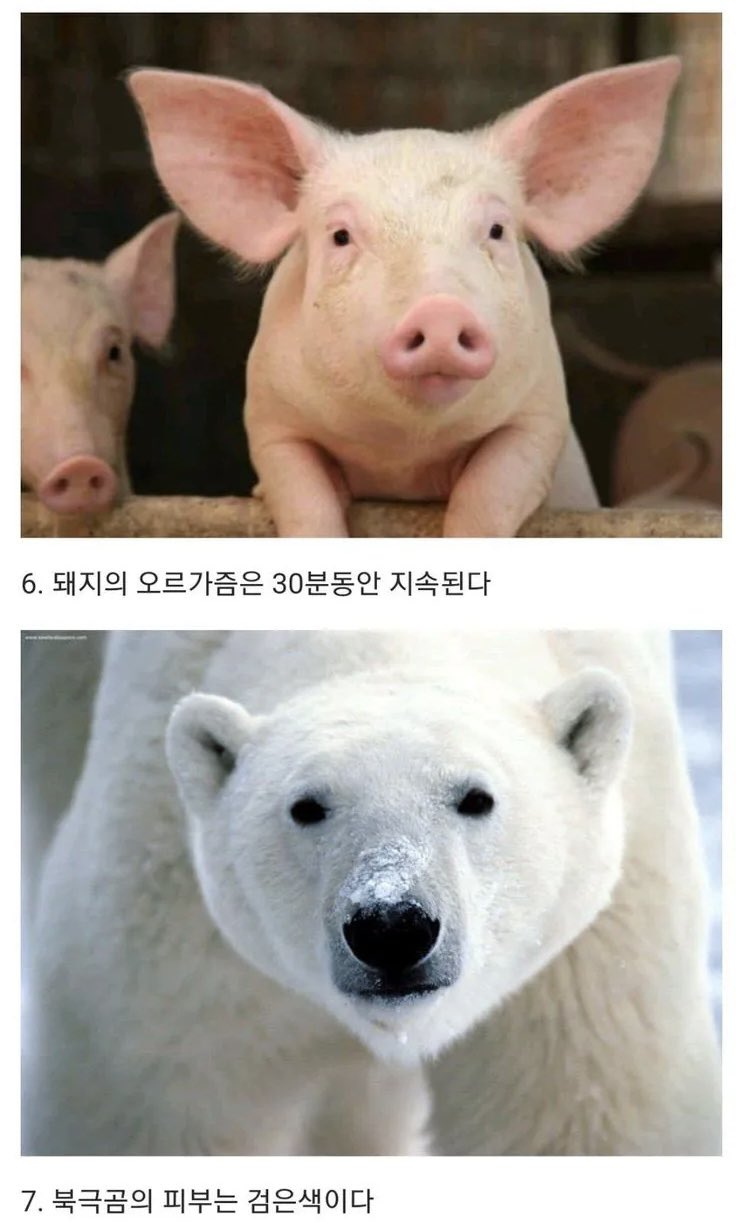 의외인 동물 상식 10가지 (3)