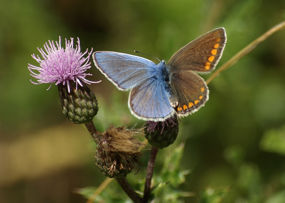 How gynandromorphs manage to be half male and half female - Earth.com