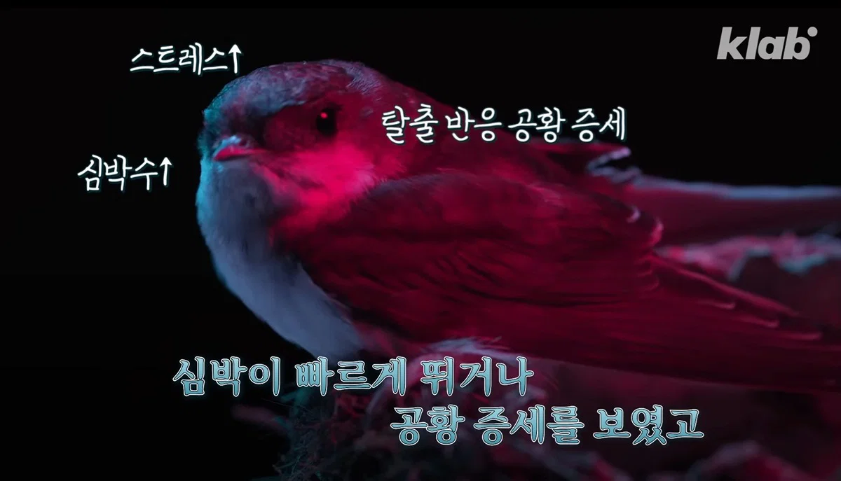 새들에겐 거의 전쟁난 수준이라는 불꽃축제 (36)