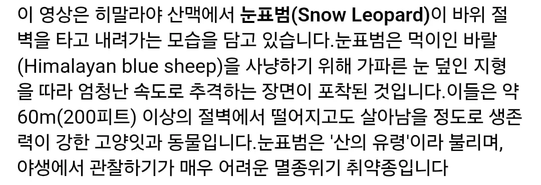 60미터 절벽에 추락하면서도 사냥감을 사낭하는 눈표범.gif