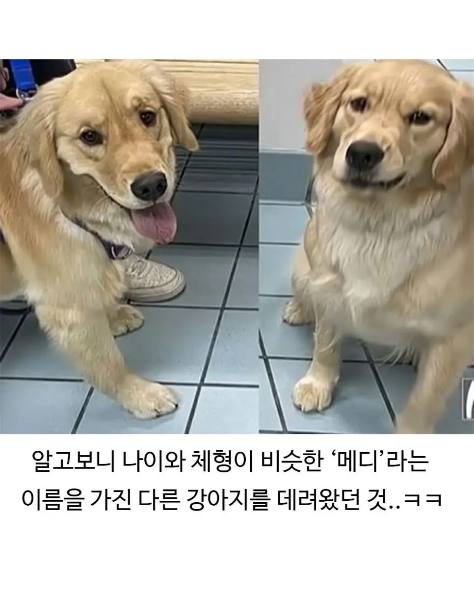 미용실 다녀온 후 표독해진 골댕이 (7)