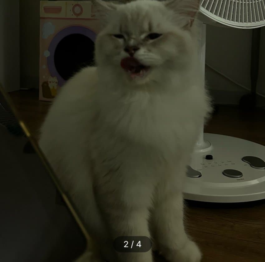 길고양이 주우면 안되는 이유 (5)