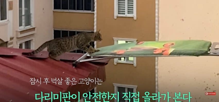 의문의 도구로, 지붕 위 고양이 구한 친구들 (11)