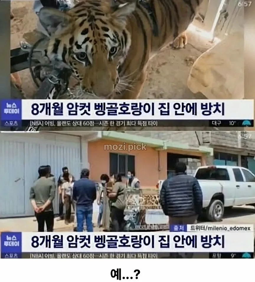그림자 보고 집에 호랑이 있다고 신고 (3)