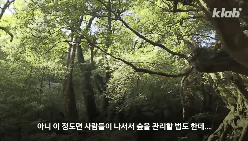 깜짝 .. 일본숲이 유독 무서운 이유 ㄹㅇ . (24)