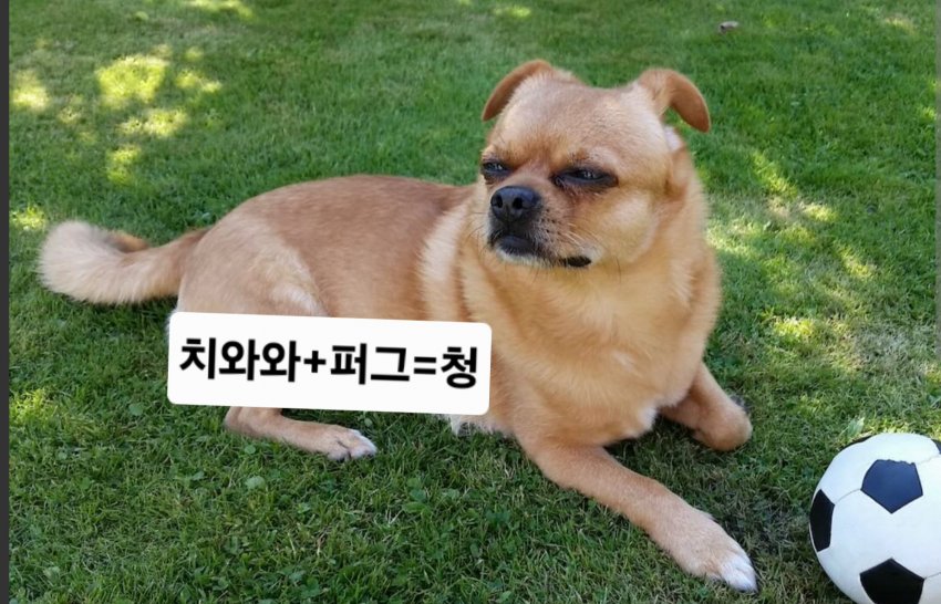싱글벙글 래딧에 유행한다는 미친 짓 (14)