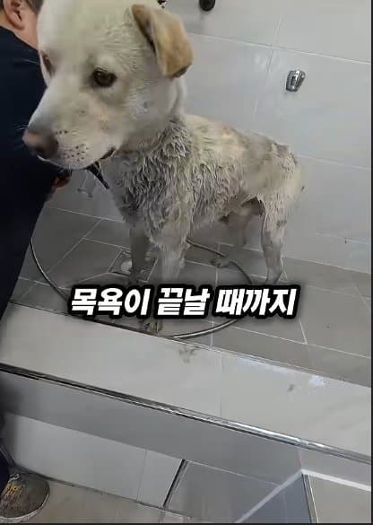 평생 목욕 한번 안 해본 차고지 지킴이 2살 한성이의 생애 첫 목욕대작전 (40)