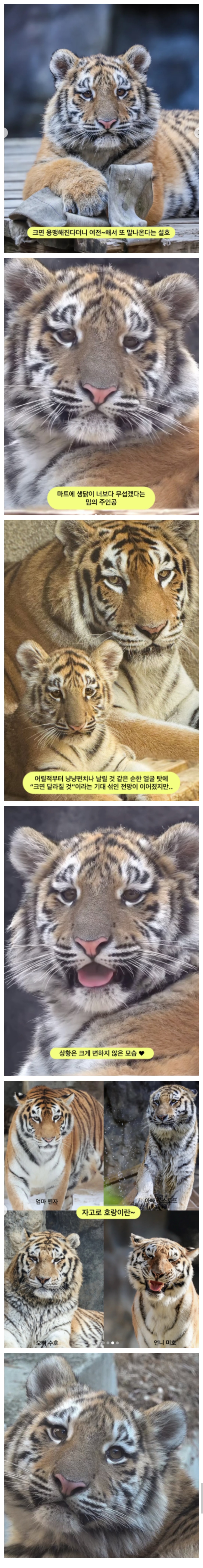 크면 용맹해질거야 기다려 보자