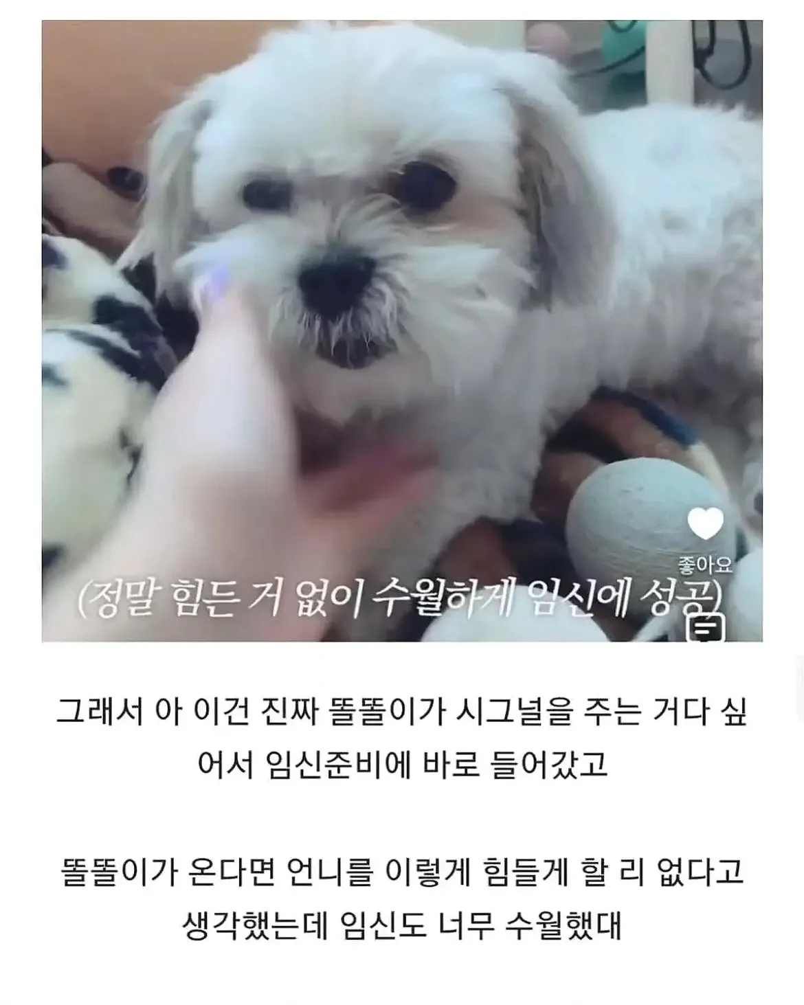 세상 떠난 반려견이 딸로 돌아온거 같다는 유튜버 (15)