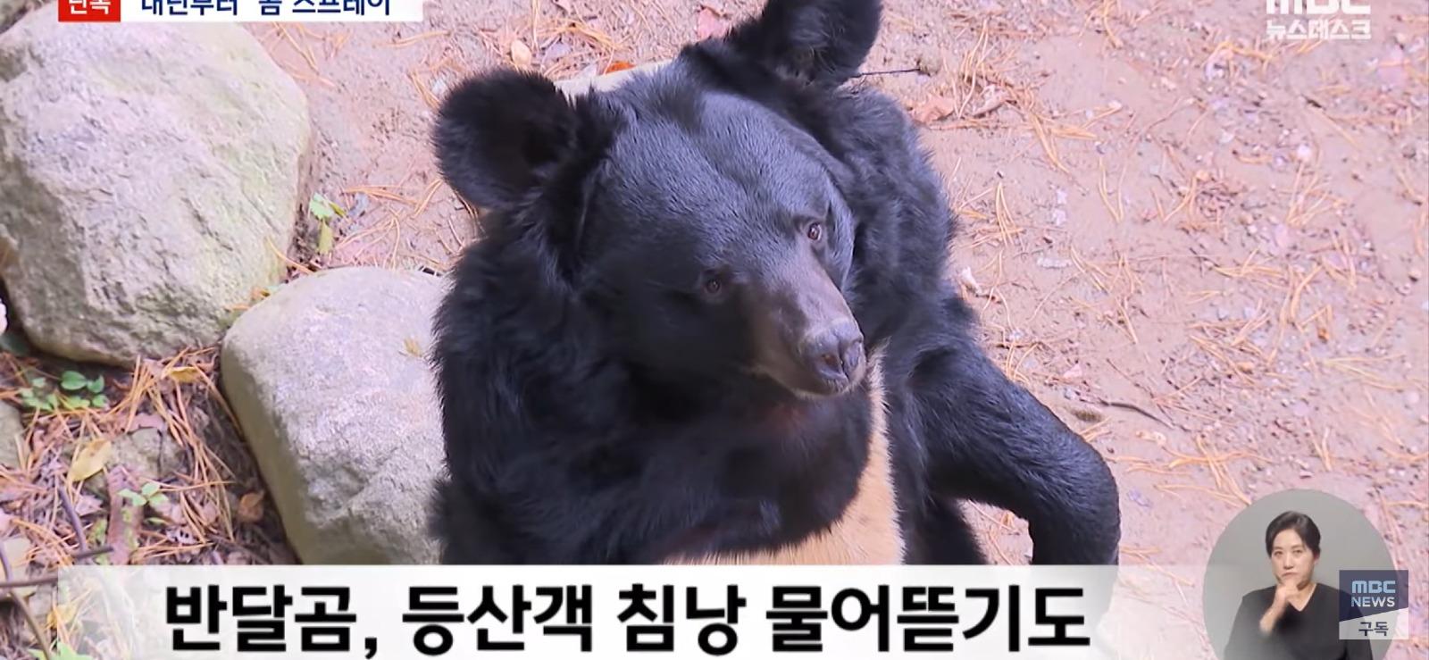 설악산에도 곰 풀어놓자는 전문가들 (4)